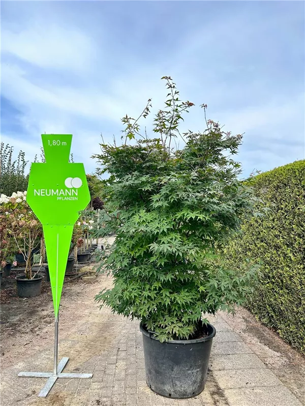 Acer palmatum 'Osakazuki'