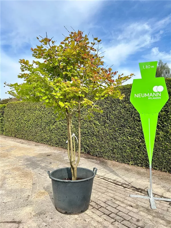 Acer shirasawanum 'Aureum'