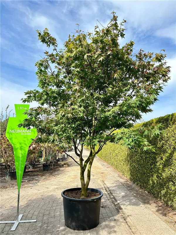 Acer palmatum 'Osakazuki'