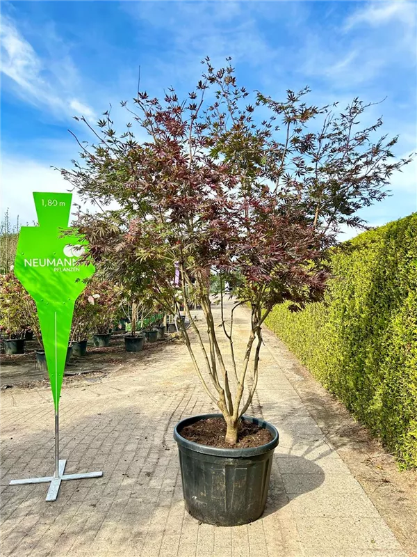 Acer palmatum 'Trompenburg'