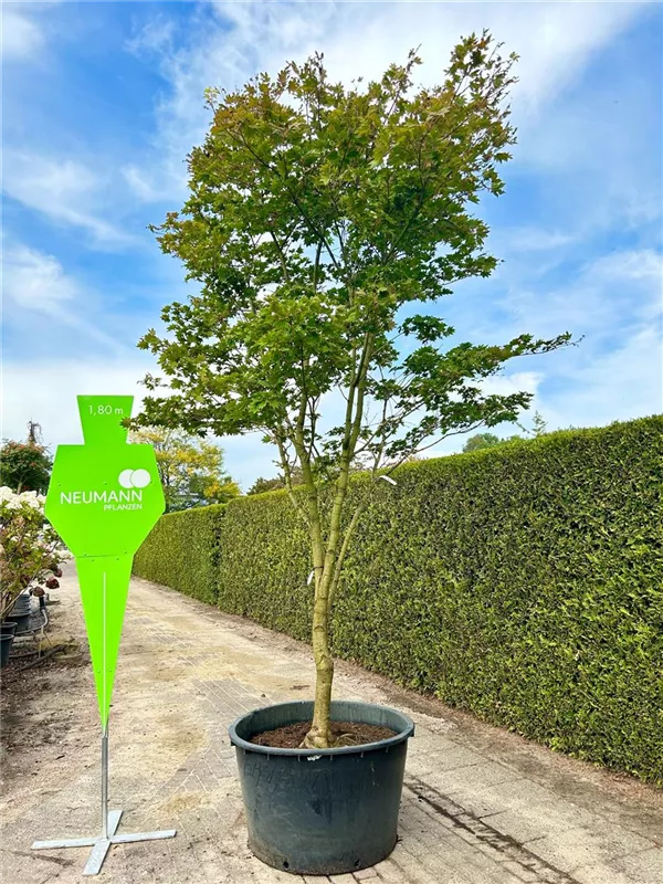Acer sieboldianum