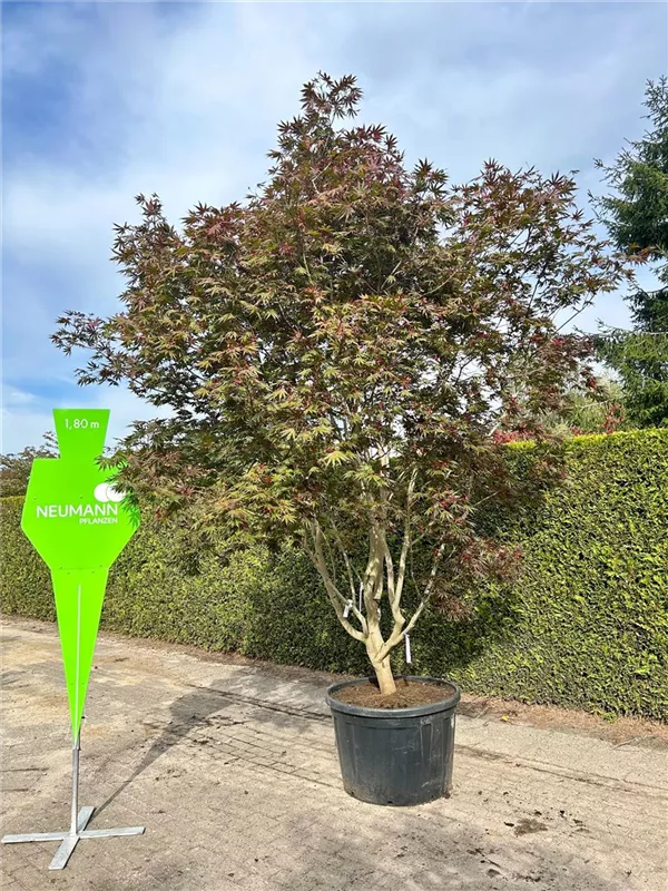Acer palmatum 'Trompenburg'