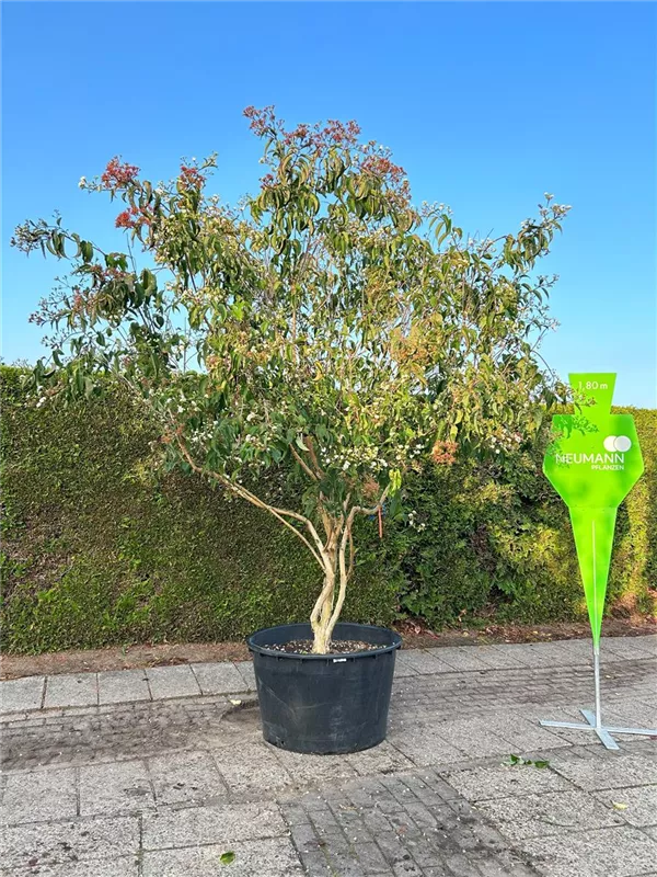 Heptacodium miconioides