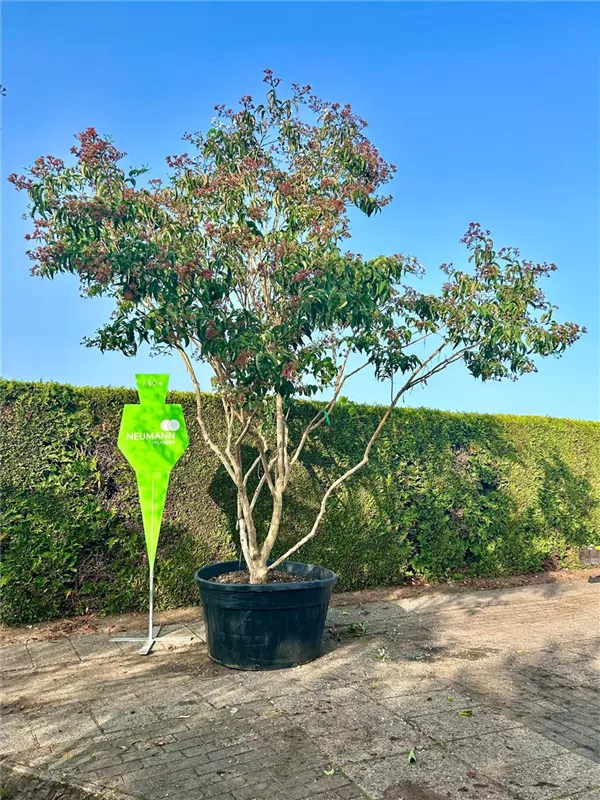 Heptacodium miconioides