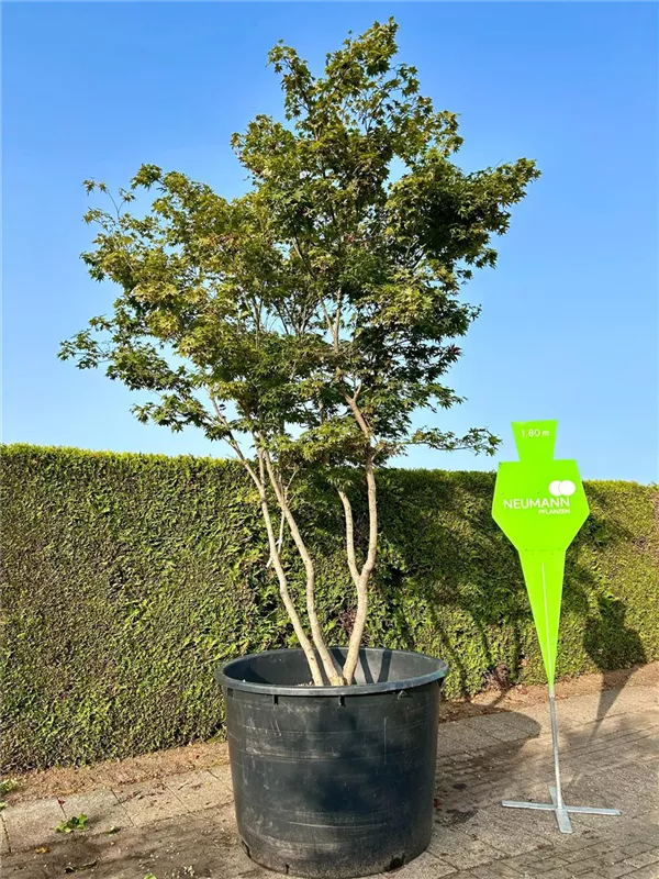 Acer palmatum