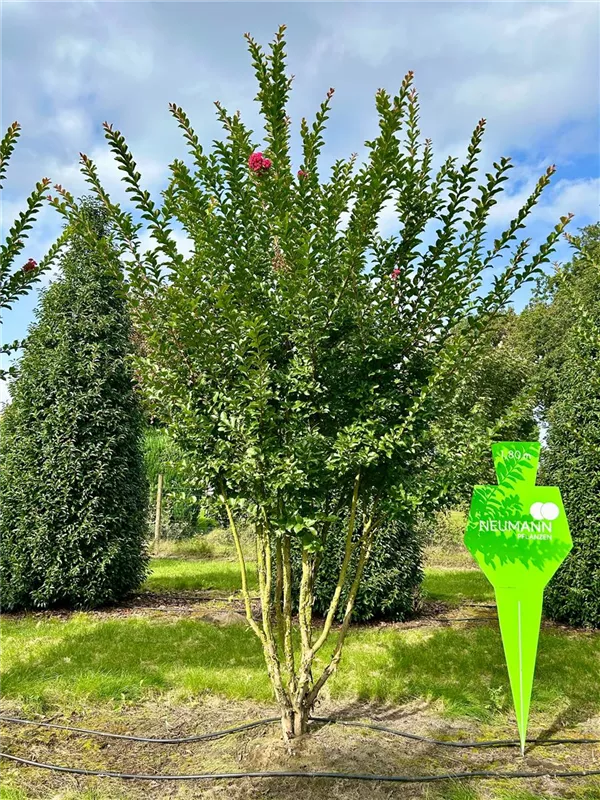 Lagerstroemia indica 'Maité Red'