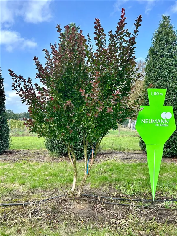 Lagerstroemia indica 'Dynamite' -R-