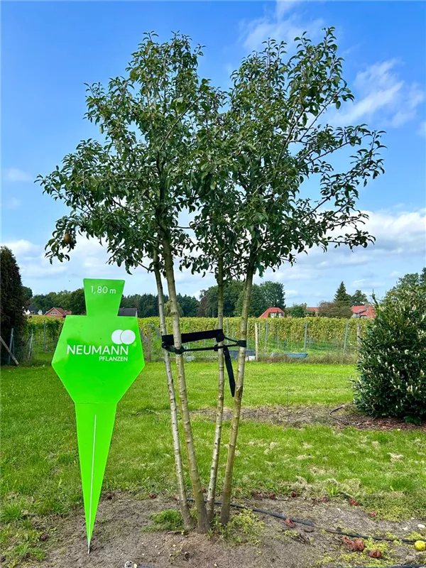 Pyrus com.'Williams Christbirne' CAC