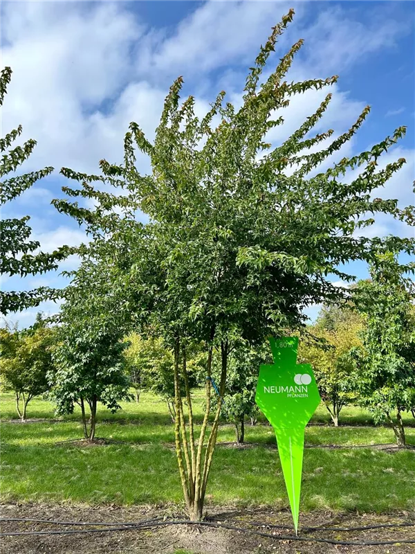 Acer buergerianum