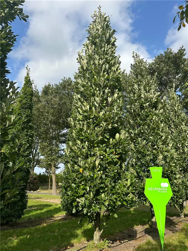 Quercus warei 'Wind Candle'