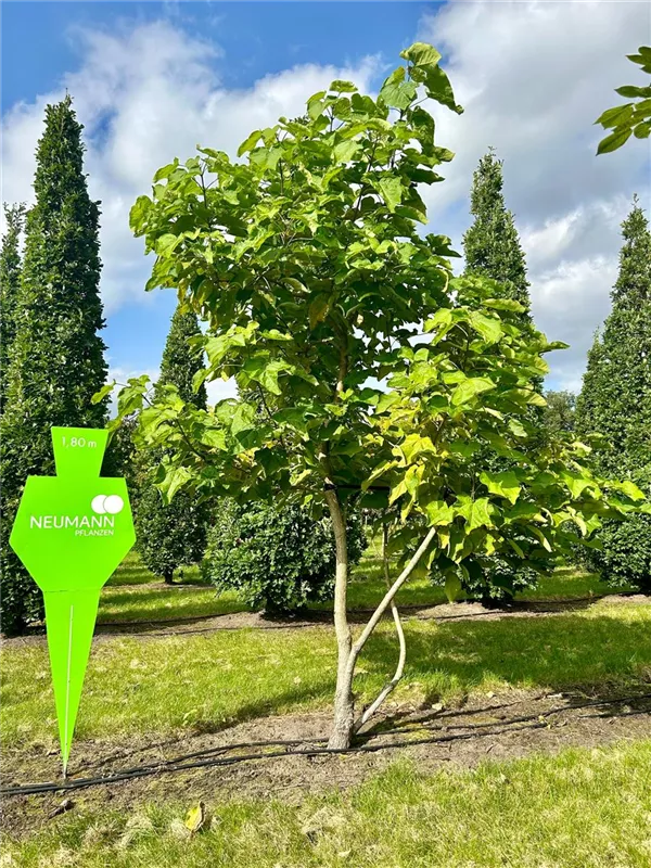 Catalpa bignonioides 'Aurea'