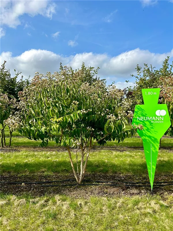 Heptacodium miconioides