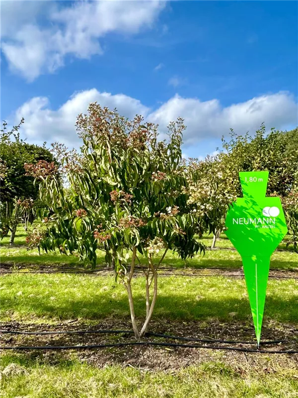 Heptacodium miconioides