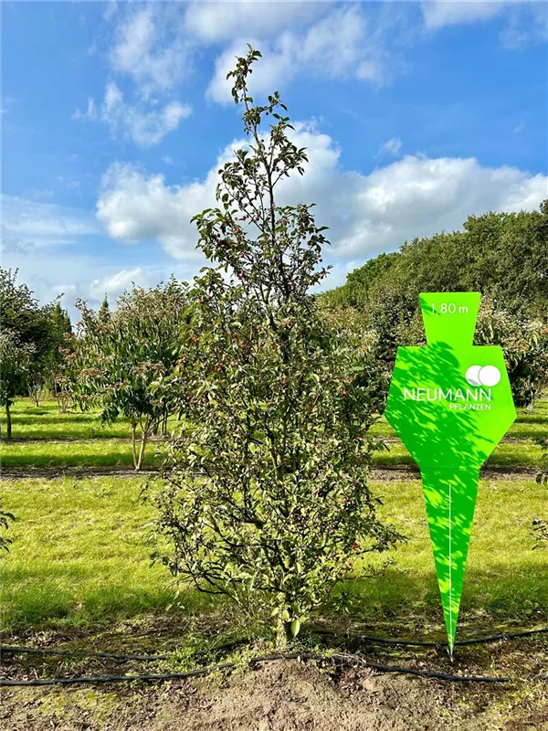 Malus 'Evereste' -R-