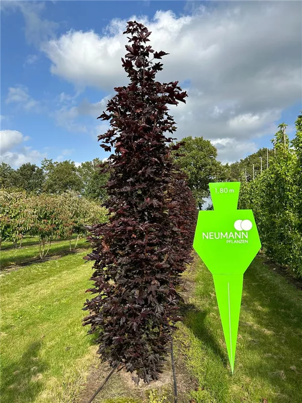 Acer platanoides 'Crimson Sentry'
