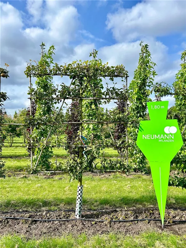 Pyrus com.'Williams Christbirne' CAC