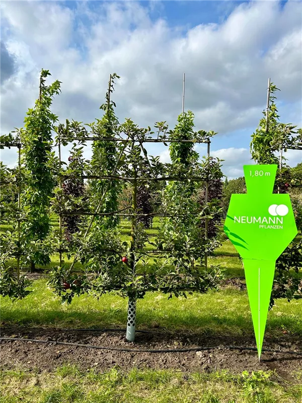 Malus 'James Grieve' CAC