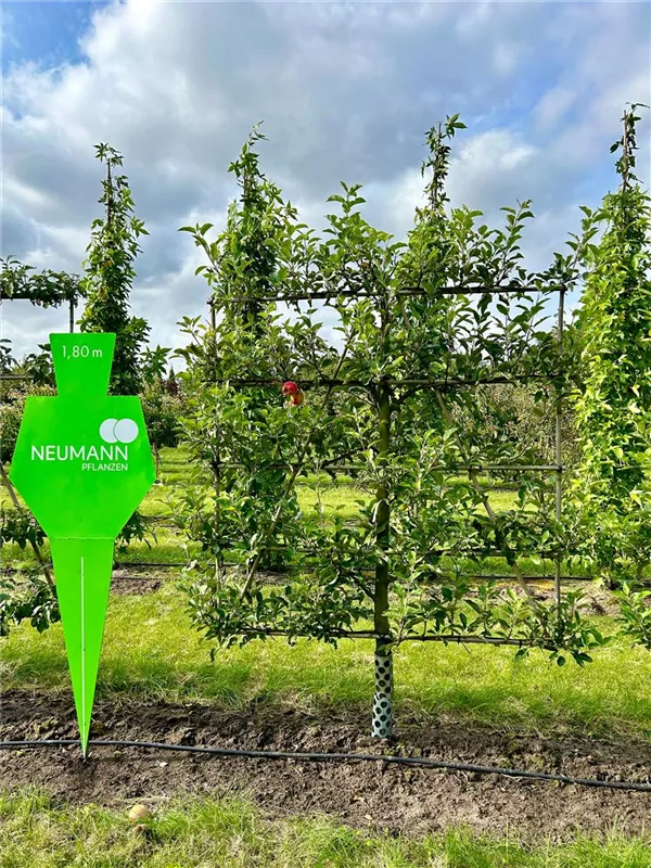 Malus 'Elstar' CAC