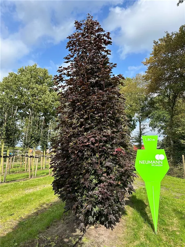 Acer platanoides 'Crimson Sentry'
