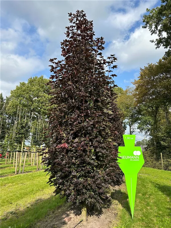 Acer platanoides 'Crimson Sentry'