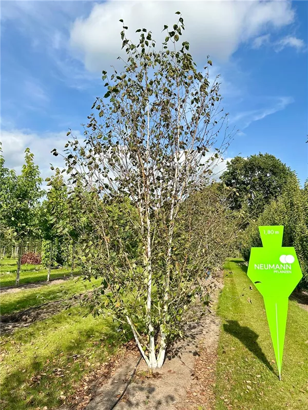 Betula jacquemontii