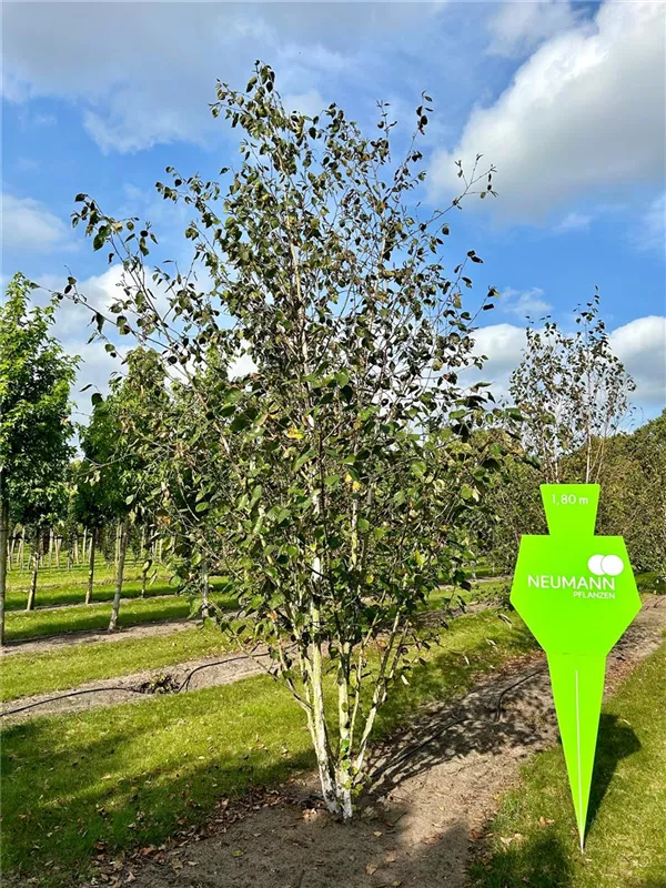 Betula jacquemontii