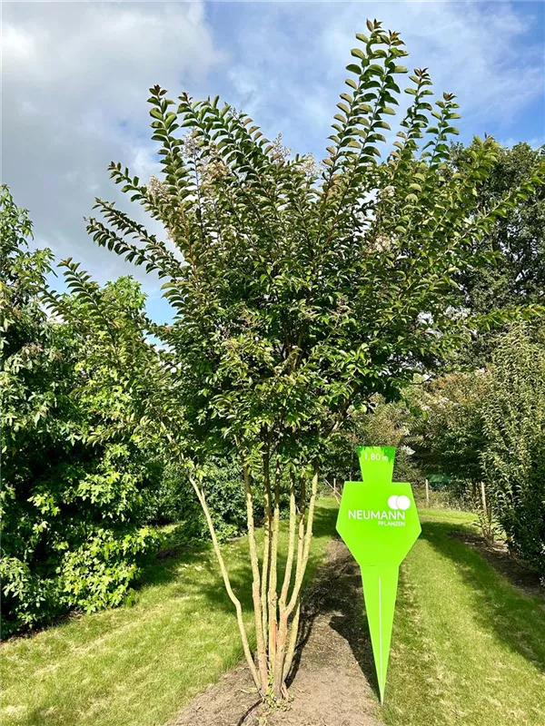 Lagerstroemia indica 'Tuscarora'
