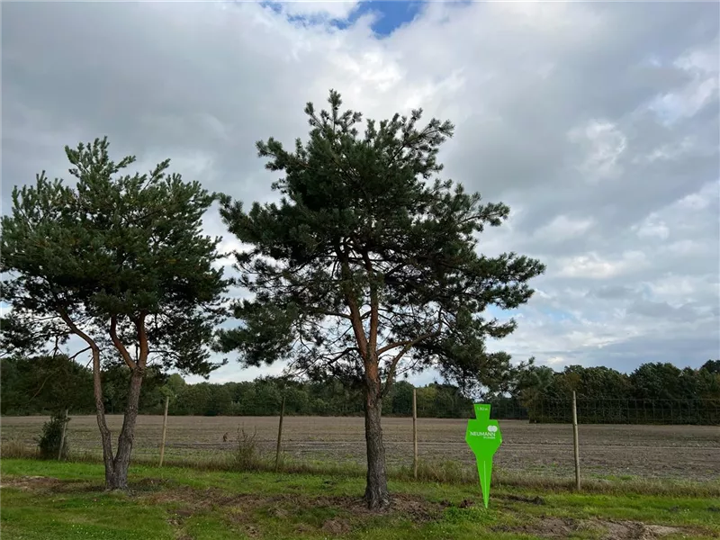 Pinus sylvestris