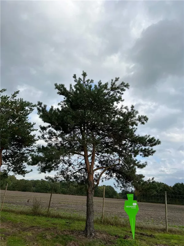 Pinus sylvestris