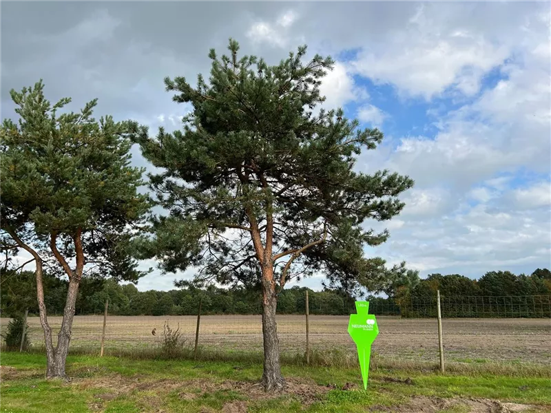 Pinus sylvestris
