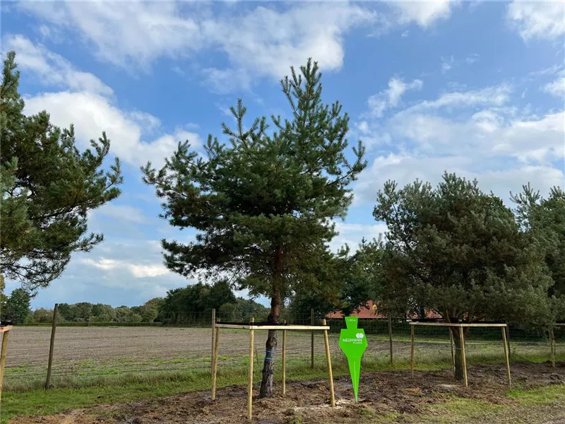Pinus sylvestris