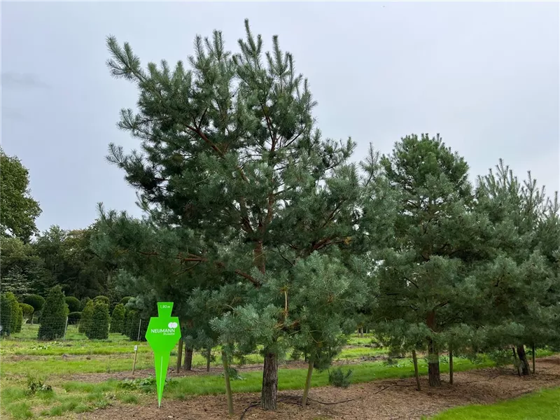 Pinus sylvestris