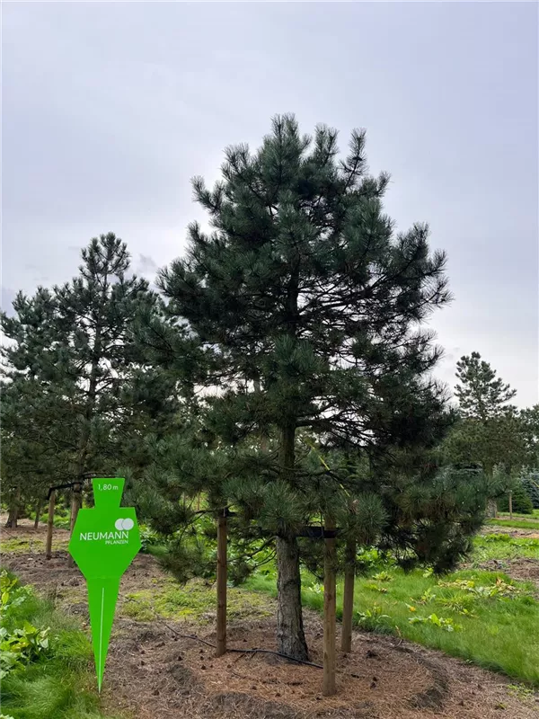 Pinus sylvestris