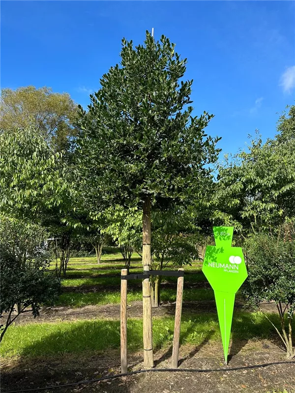 Ilex mutchagara 'Nellie R.Stevens'