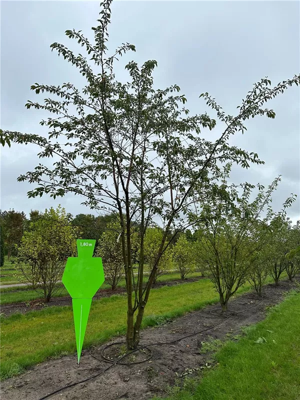Prunus yedoensis
