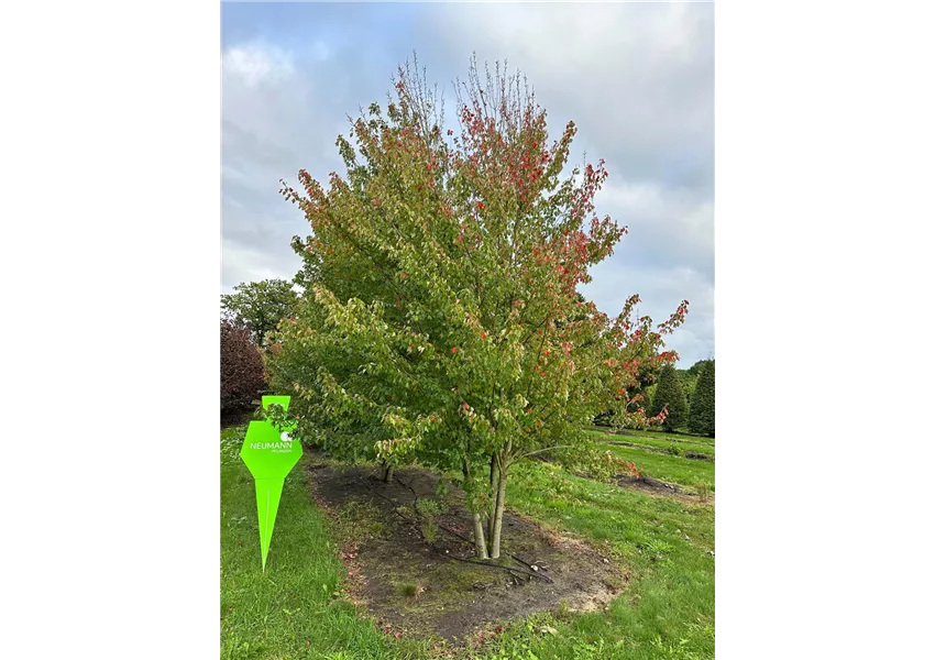 Rotahorn 'October Glory'