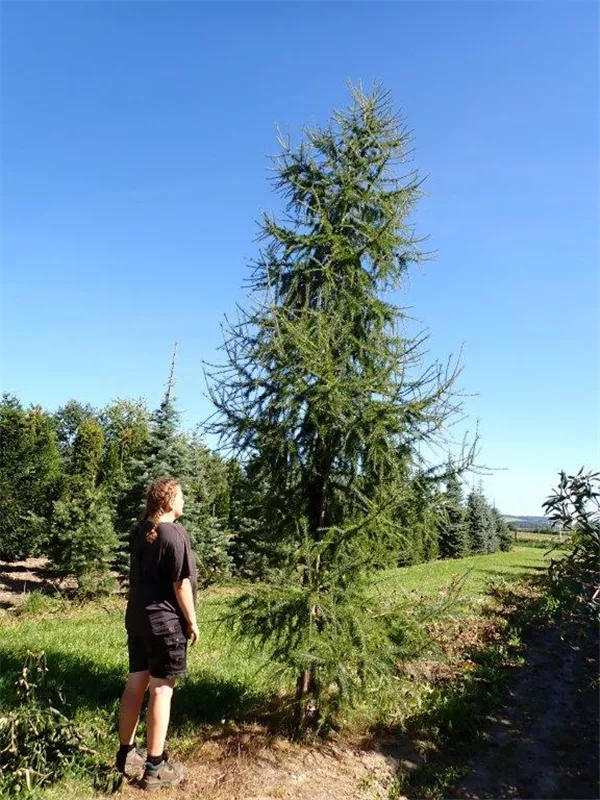 Larix decidua