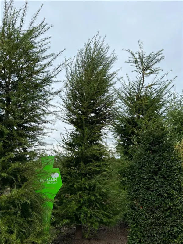 Larix decidua