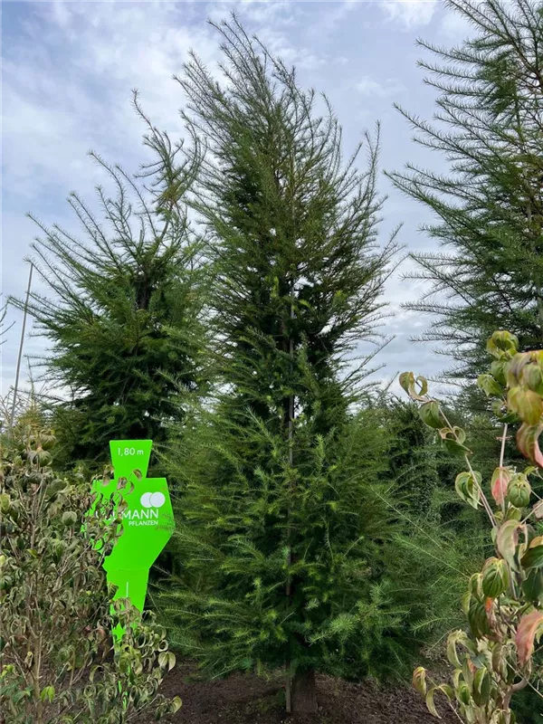 Larix decidua