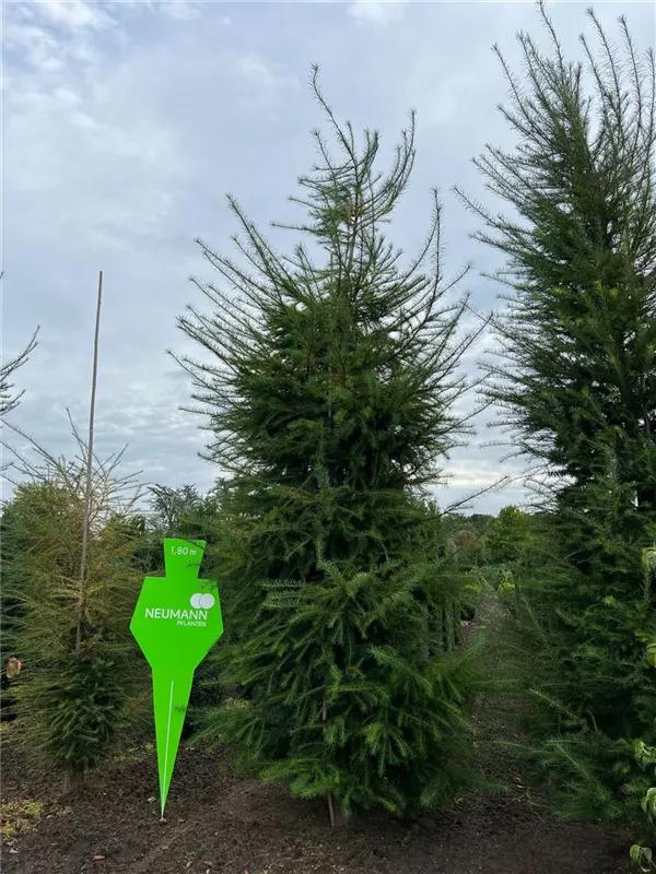 Larix decidua
