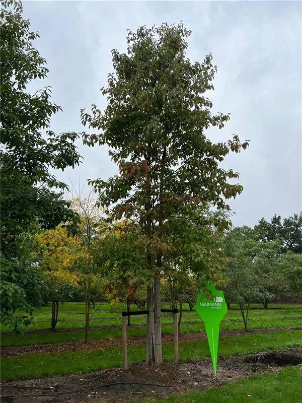 Nyssa sinensis