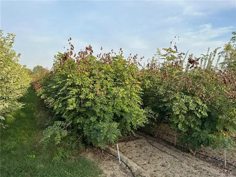 Koelreuteria paniculata