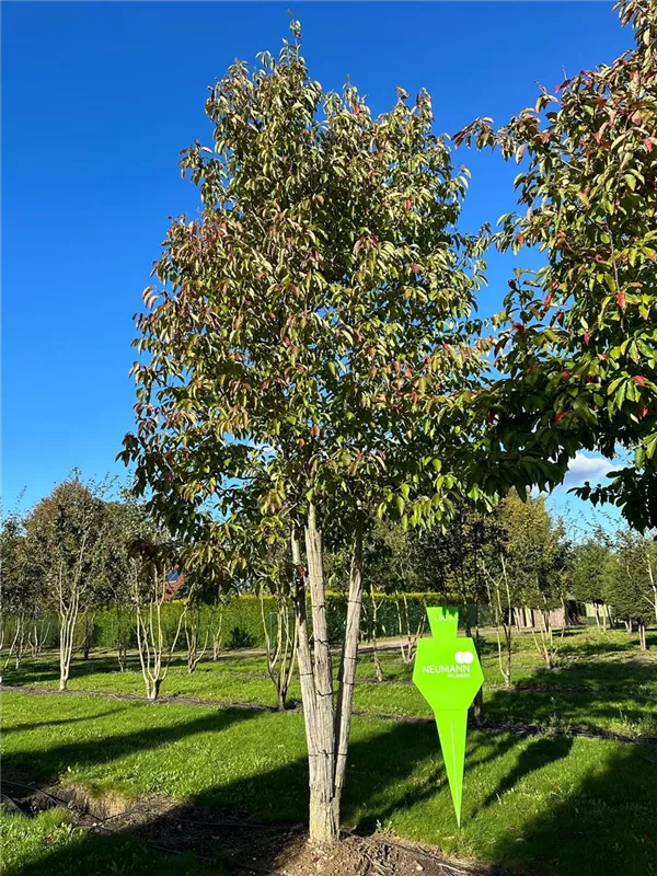 Nyssa sinensis