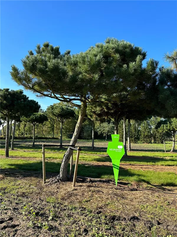 Pinus nigra ssp.nigra