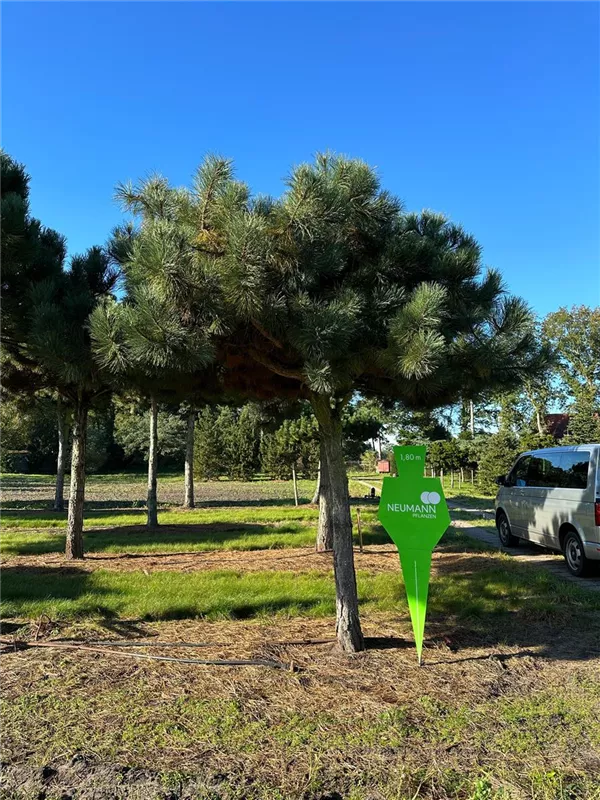 Pinus nigra ssp.nigra