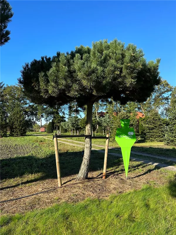 Pinus nigra ssp.nigra