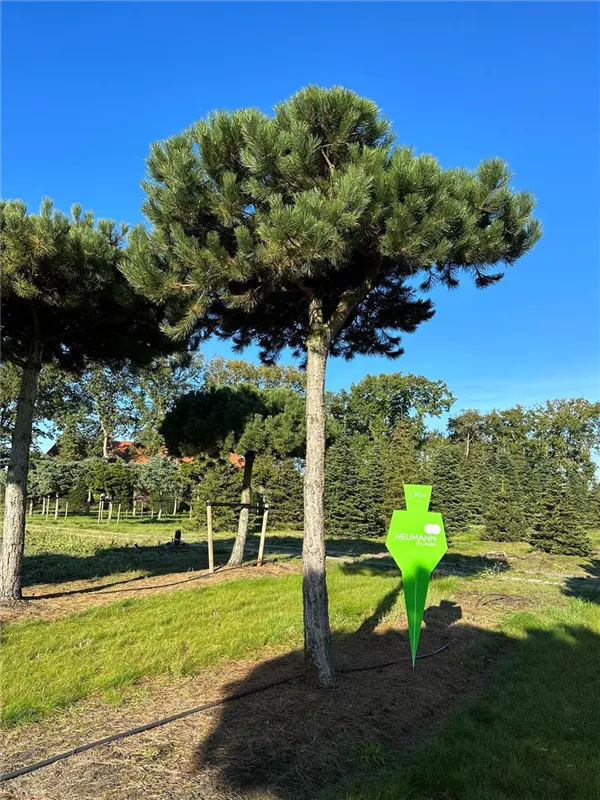 Pinus nigra ssp.nigra