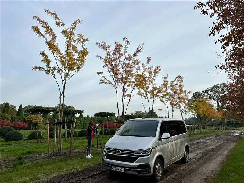 Gleditsia triacanthos 'Skyline'