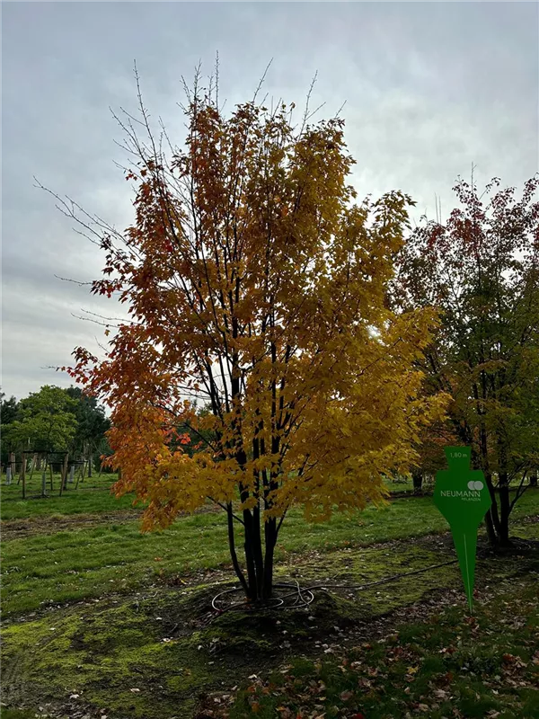 Acer rubrum