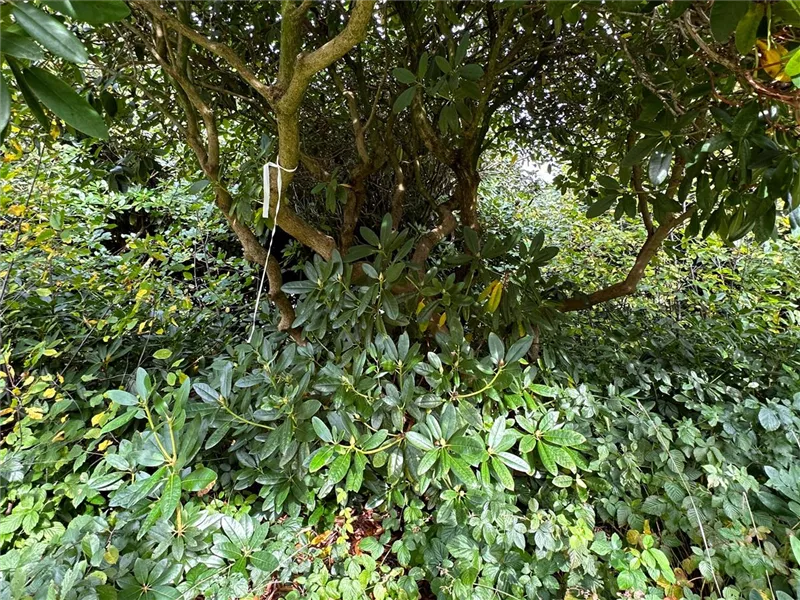 Rhododendron Hybr.'Catawb. Grandiflorum'